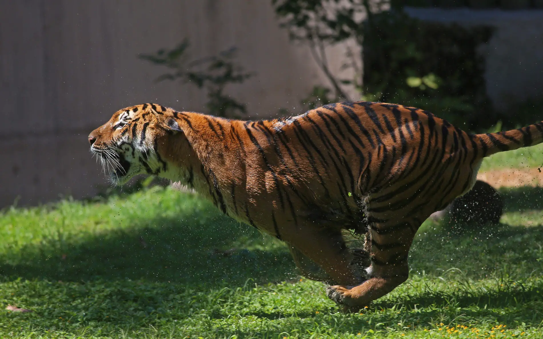 837191_Tigres Zoo Gdl 4_impreso